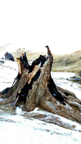 تصاویری از طبیعت زیبا و بکر مسیر چشمه فرشه وچانپناه چوقان(لانه خرس) در همدان
