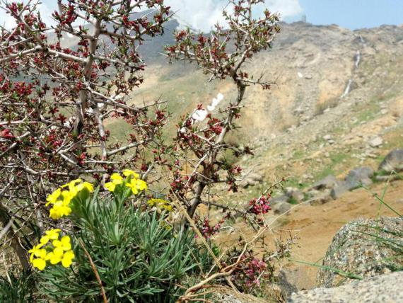 طبیعت بهاری کوهستان الوند در همدان / گزارش تصویری 