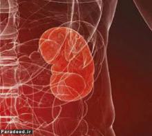 بدن ما میتواند بدون وجود این ده عضو به حیات خود ادامه دهد!!!+ تصاویر بدن ما میتواند بدون وجود این ده عضو به حیات خود ادامه دهد!!!+ تصاویر