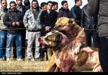  آدمخواری که نگهداری آن در ایران ممنوع نیست / حیوانی که با پوزه بند حمل می شود