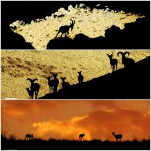 علی ثقفی سرپرست مدیریت تربیت بدنی دانشگاه علوم پزشکی همدان در ژوژمان ضد نور خوش درخشید