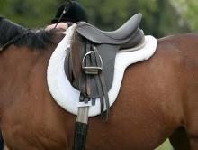 امسال دولت بیش از 35 تن زین اسب وارد کرده است