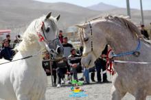 برگزاری  همایش اسب و سوارکاری در شهرستان بهار جزیره شادی