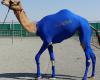 تولید لباس ورزشی مخصوص شتر در امارات 